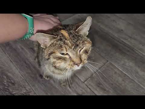 Видео: Диагноз Фроси - Волчья пасть