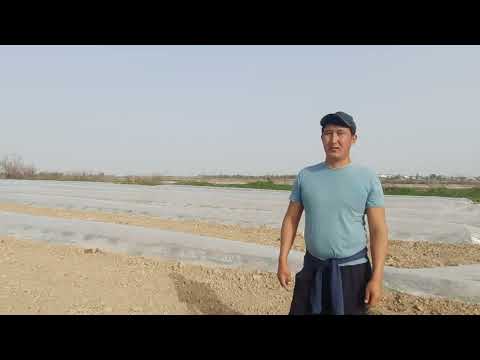 Видео: Жетісай Мақталы 1. Биогумус салынған қарбыз.87479078658.#биогумус #шардара #шылаушын