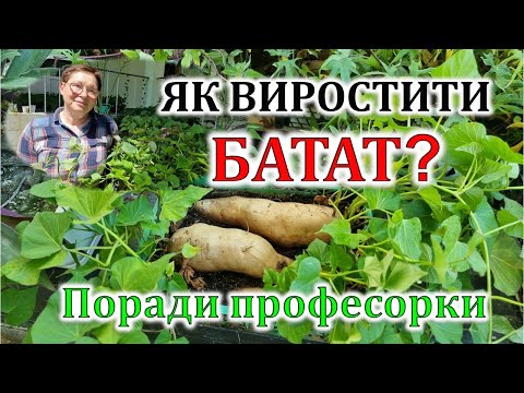 Видео: Як виростити БАТАТ