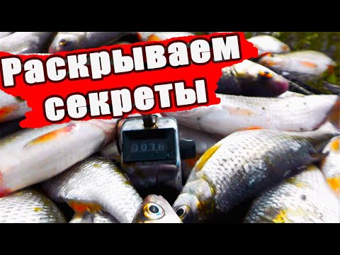 Видео: 🐟 ПЛОТВА НА  фидер от А до Я ☝🔴.   Раскрываю секреты!😉