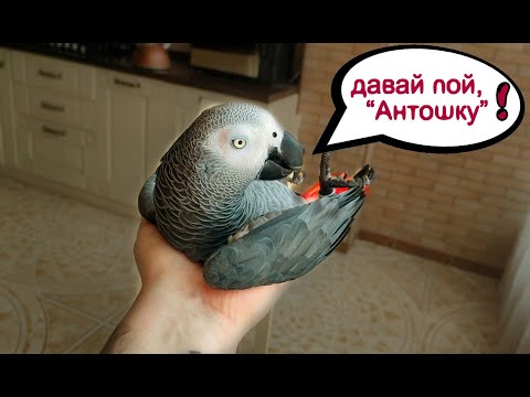 Видео: Жако Петруня учит хозяина как правильно петь "АНТОШКУ" 🐦🤗