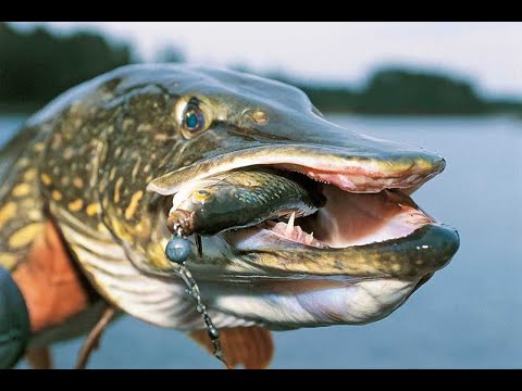 Видео: Зубатые щуки на каждом забросе. Рыбалка на реке Псел. ✅ 👉 Итоги конкурса, розыгрыш квока.