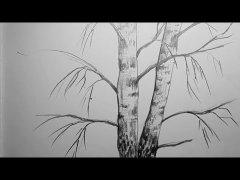 Видео: Как нарисовать ствол дерева простым карандашом. Береза карандашом