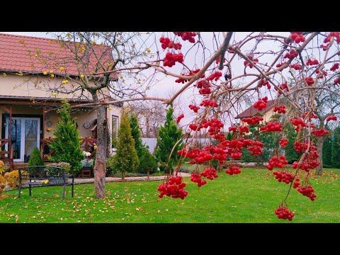 Видео: 🏠🧡Не Могу Распрощаться с Осенью🍁Уютная Жизнь за Городом. Покупки #garden #дом #жизньвдеревне