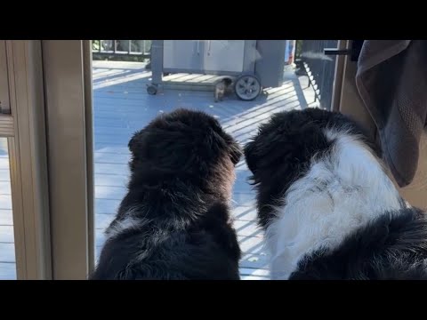 Видео: Собаки сходят с ума из-за белки