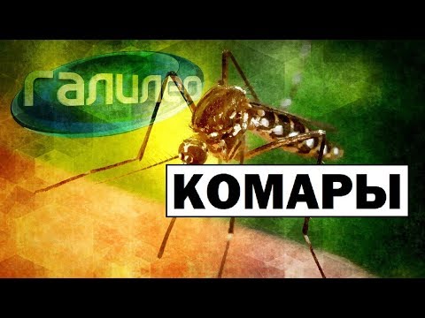 Видео: Галилео | Комары 🕷Mosquitoes
