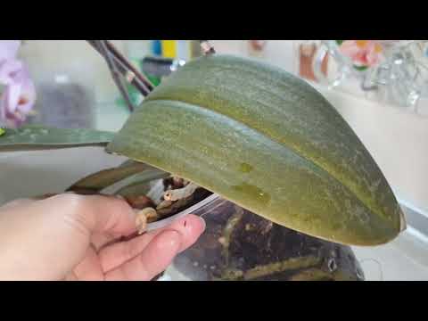 Видео: ПРОВЕТРИЛА КОРНИ 🤣ИЗъЯЛА СТАРЫЙ ПЛАСТИК🤣БЮДЖЕТНАЯ ПЕРЕСАДКА