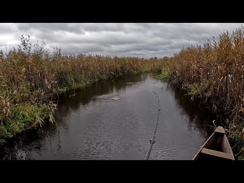 Видео: Осінній жор щуки на воблер річка Стохід