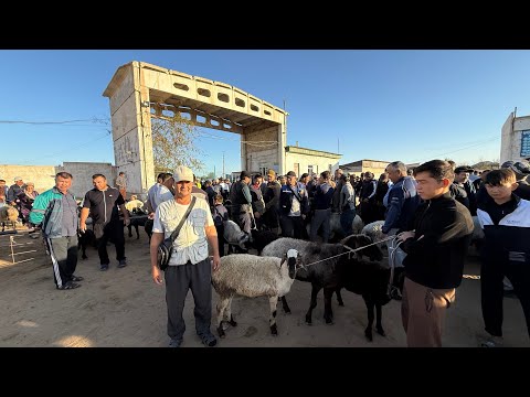 Видео: ХОРАЗМ ХАЗАРАСП МОЛ ВА КЎЙ БОЗОРИ НАРХЛАРИ 14-сентябрь 2025