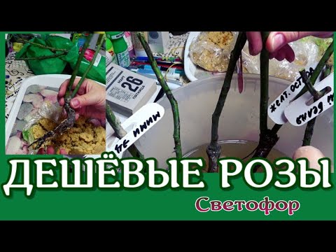 Видео: Дешевые РОЗЫ из СВЕТОФОРА.Показываю что внутри..