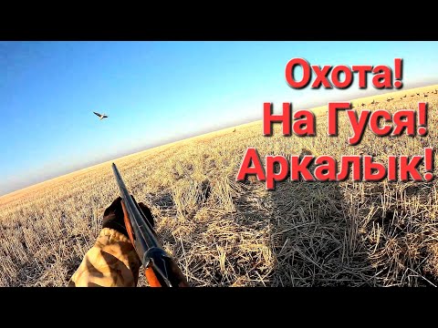 Видео: ОХОТА НА ГУСЯ!!! АРКАЛЫК ОКТЯБРЬ 2024г