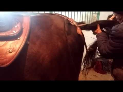 Видео: Ат әбзелдері, ат ерттеу
