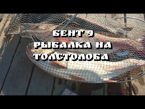 Видео: Рыбалка на толстолоба в конце Августа 