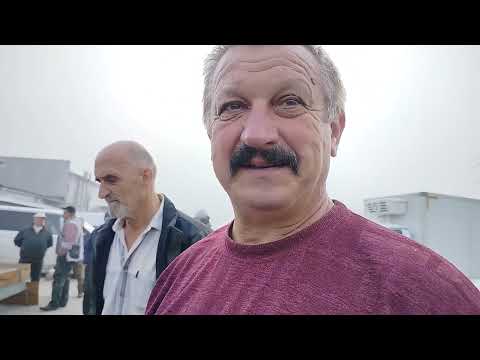 Видео: Ярмарка голубей г. Тула. 24.08.25.