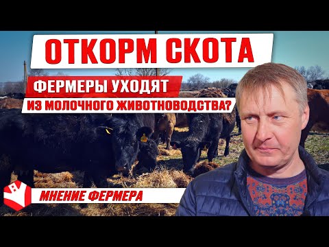 Видео: Откорм мясных бычков и устройство фермы | Обзор хозяйства | Мясное скотоводство
