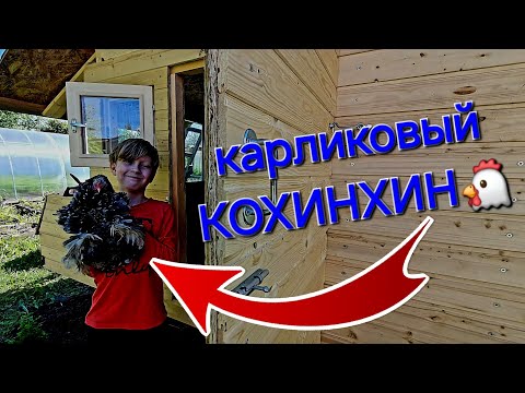 Видео: Построили бюджетный курятник и завели редких курочек)