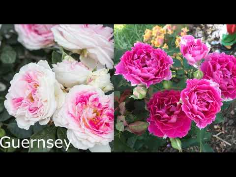 Видео: Сочетание роз по цвету, новые розы в кашпо, сорта и мои цветовые предпочтения!