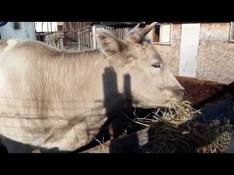 Видео: Козел покрывает козу🐐