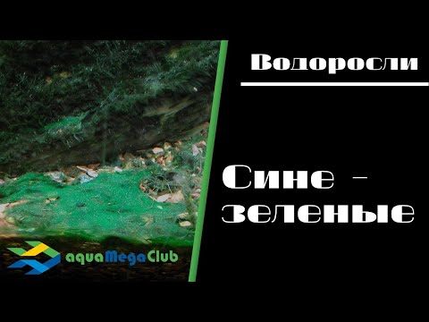 Видео: Сине-зеленые водоросли в аквариуме - как бороться?