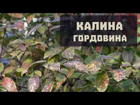 Видео: Калина гордовина |  Любимые растения