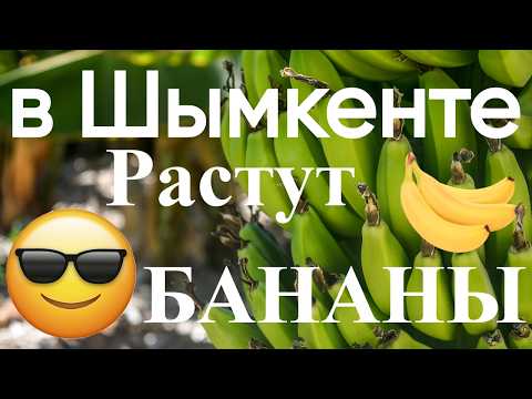 Видео: Тараз - Шымкент местные бананы  #шымкент#тараз