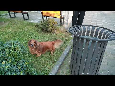 Видео: 2025.11.07 Аджария. Батуми. Забавная собачка. Улица Зураб Горгиладзе (бывшая Горького). Видео №07