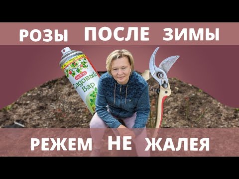 Видео: ОБРЕЗКА РОЗ ПОСЛЕ ЗИМЫ. Какие бывают поражения, и почему не надо жалеть розы. 14 апреля 2024 г.