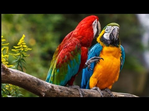 Видео: 7 мая 2024 г.