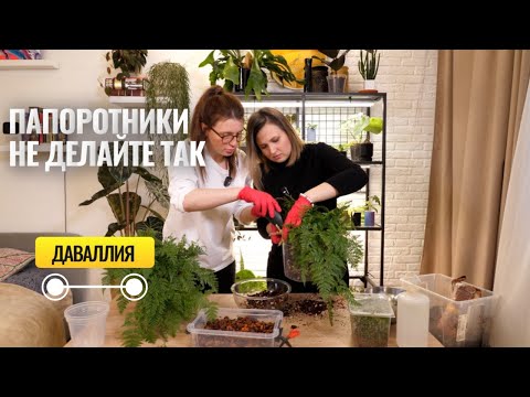 Видео: Папоротник Даваллия. Как делать не надо.