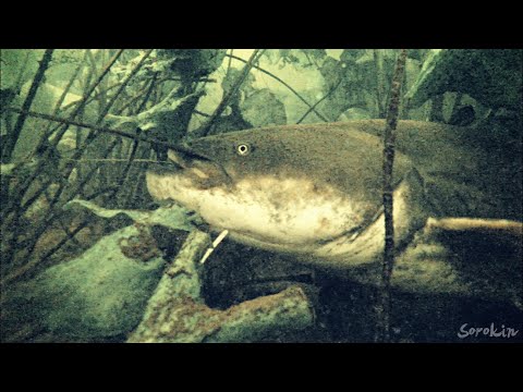 Видео: Реакция СОМА на ПОДВОДНУЮ КАМЕРУ! Рыбий жир в деле!