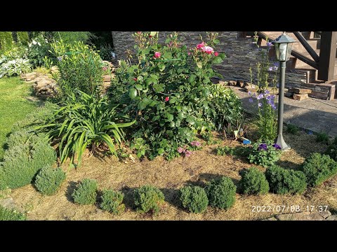 Видео: Маленькая, пушистая туя западная Тедди, часть 2