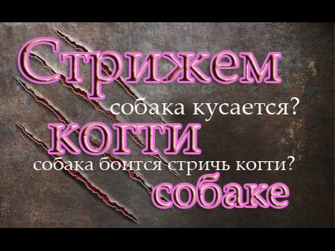 Видео: Собака кусается и боится. Как стричь когти?