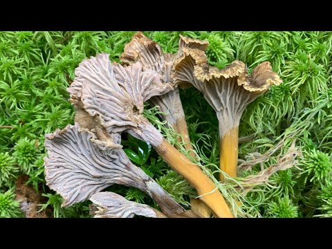 Видео: Лисичка трубчатая, собираю грибы в Ленинградской области 