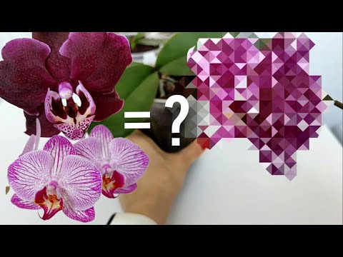 Видео: ЗАЦВЕЛИ ОРХИДЕИ из СЕМЯН 🌸🌸🌸