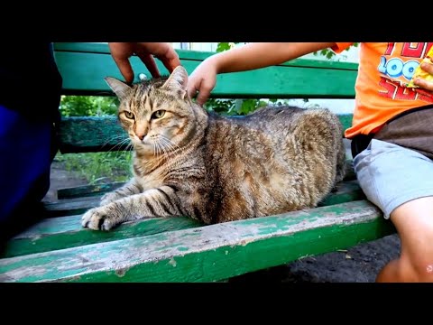 Видео: Очень толстый кот на лавочке 6 лет спустя