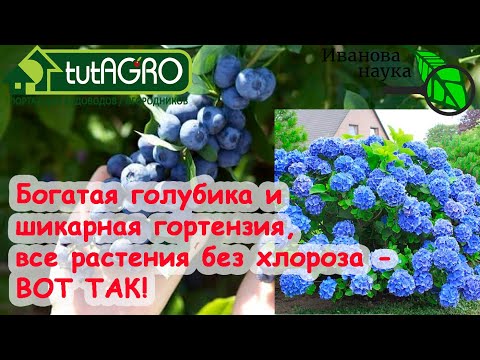 Видео: 7 БЮДЖЕТНЫХ СПОСОБОВ УЛУЧШИТЬ ПЛОДОРОДИЕ ПОЧВЫ... ПОДКИСЛЕНИЕМ! Для голубики, гортензий, томатов...