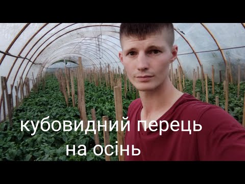 Видео: Перець Геркулес на осінь