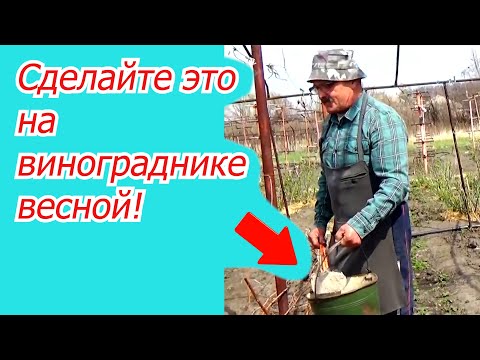 Видео: Раскрыли виноград. С чего начинать?