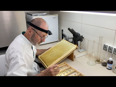 Видео: Прививка - що потрібно знати. Beekeeping (27.06.2025 р.)