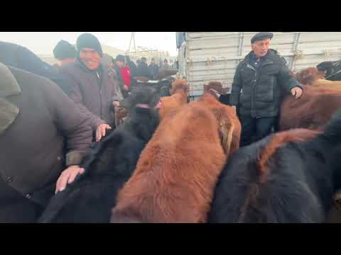 Видео: 9 ноября 2025 г. Хоразм гойву мол бозори йош хокиз нархлар