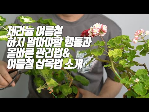 Видео: Правильный уход за геранью летом и обрезка в холодильнике с высокой вероятностью успеха летом