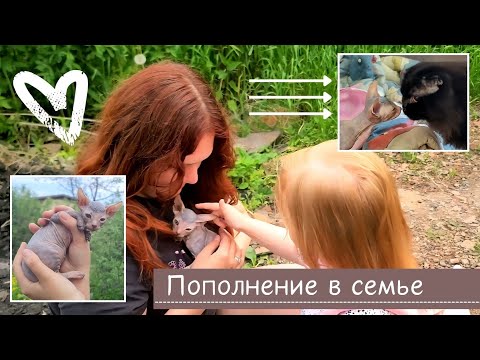 Видео: Влог | Купили котёнка Сфинкса | Как отреагировала дочка? | Хотели 2 ребёнка, завели 3 кошку🤣