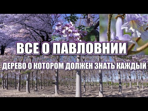 Видео: ВСЕ О ПАВЛОВНИИ. ПАВЛОВНИЯ - ДЕРЕВО, О КОТОРОМ ДОЛЖЕН ЗНАТЬ КАЖДЫЙ!