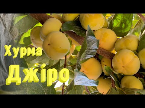 Видео: #хурма ,,Jiro’’.