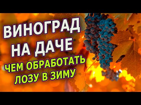 Видео: Чем лучше обработать ВИНОГРАД перед зимним укрытием. Осенняя обработка винограда от болезней.