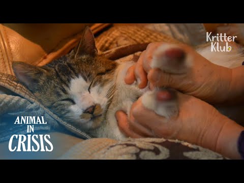 Видео: У бедной кошки, потерявшей ноги, появилась надежда снова ходить | Животное в кризис EP85