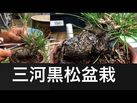 Видео: Мастер бонсай шохин, который готовит бонсай из черной сосны Микава в пределах 10 см, что является