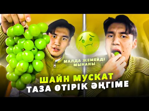 Видео: Шайн Мускат жеп ІШ ӨТІП отравиться етті / ННН Аколек