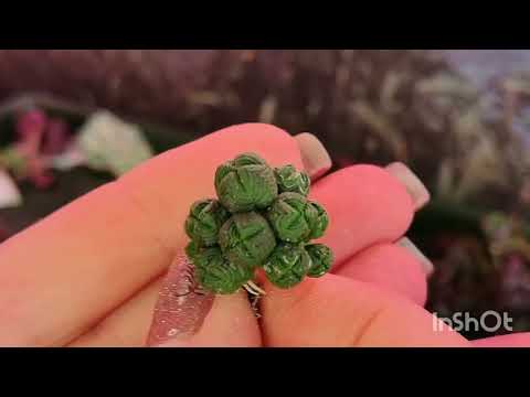 Видео: Распаковка посылочки с суккулентами . 23 сентября 2025 г.