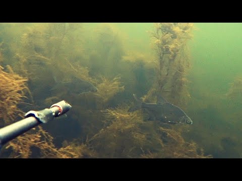 Видео: подводная охота в прозрачной воде. маныч веселовское водохранилище